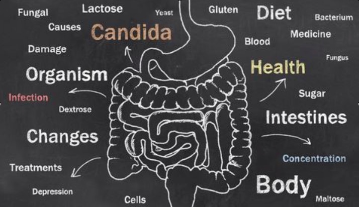 Candida.jpg