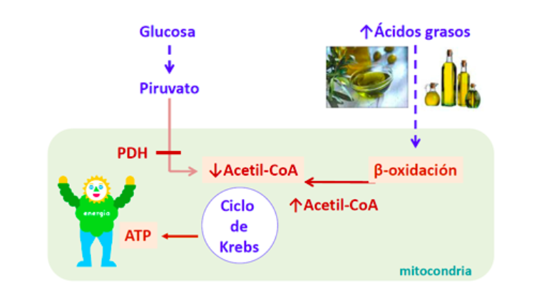 Dieta Cetogênica quadro.png