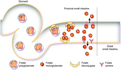 Folato no intestino.jpg