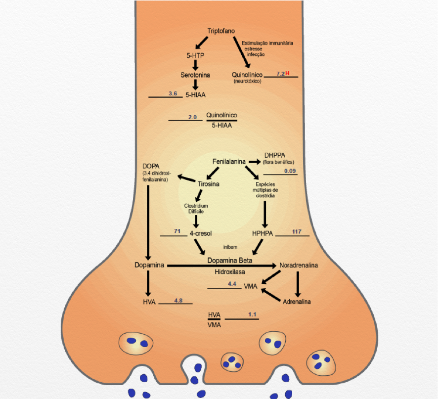 Neurotransmissores.png