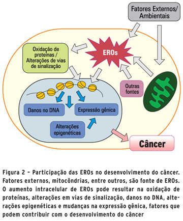 Processo de estresse oxidativo e cancer.jpg