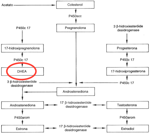 esteroidogenese e hormonio dhea.gif
