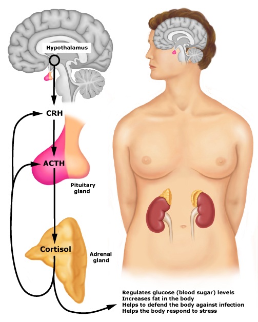 FADIGA ADRENAL clinica higashi.jpg