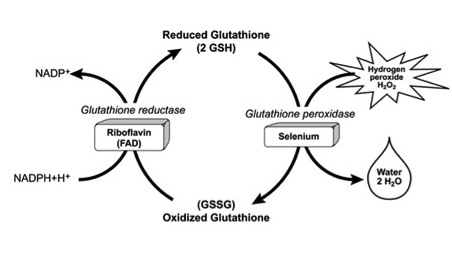 oxidacao glutation.jpg