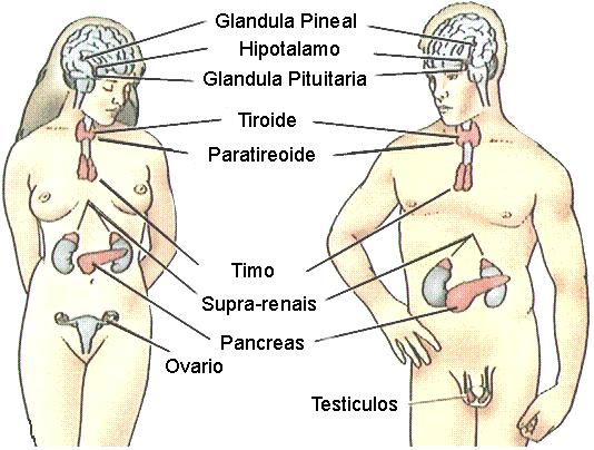 Glandulas produtoras.jpg