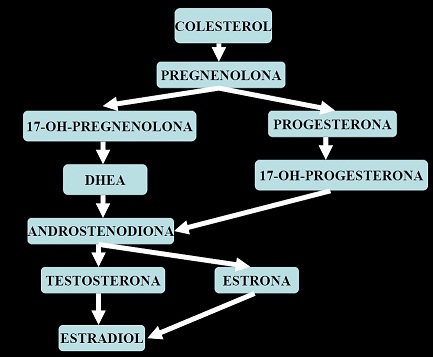 pregnenolona 2.jpg